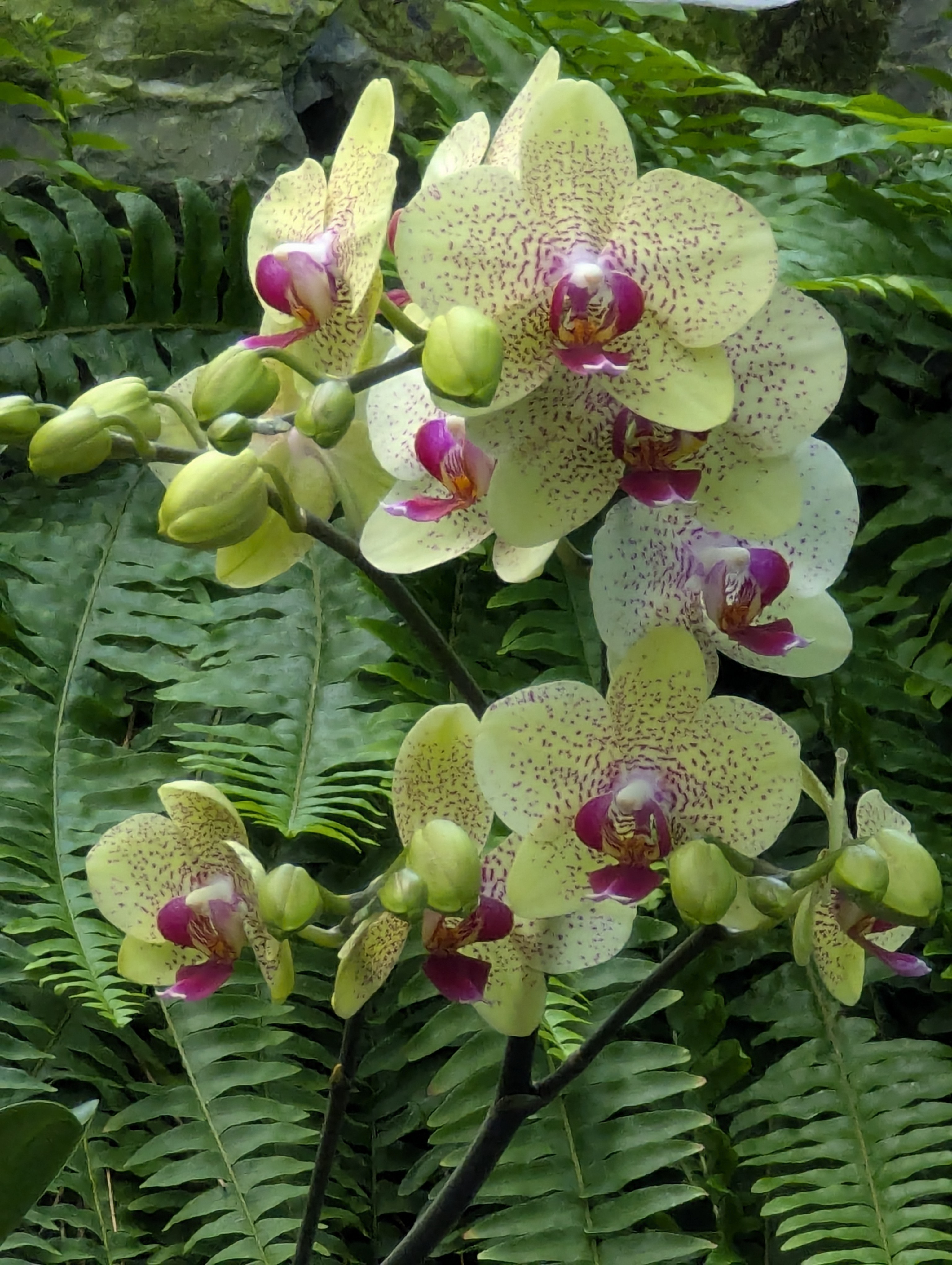 Birthday Trip to Canada, Edmonton, Pyramids, Muttart Observatory